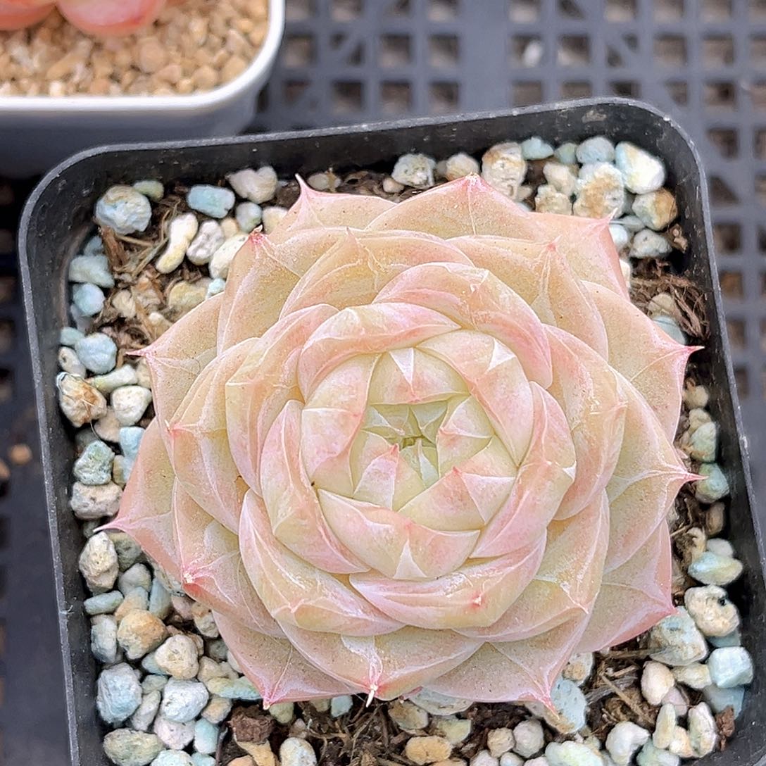 540  夏末珍妮多肉