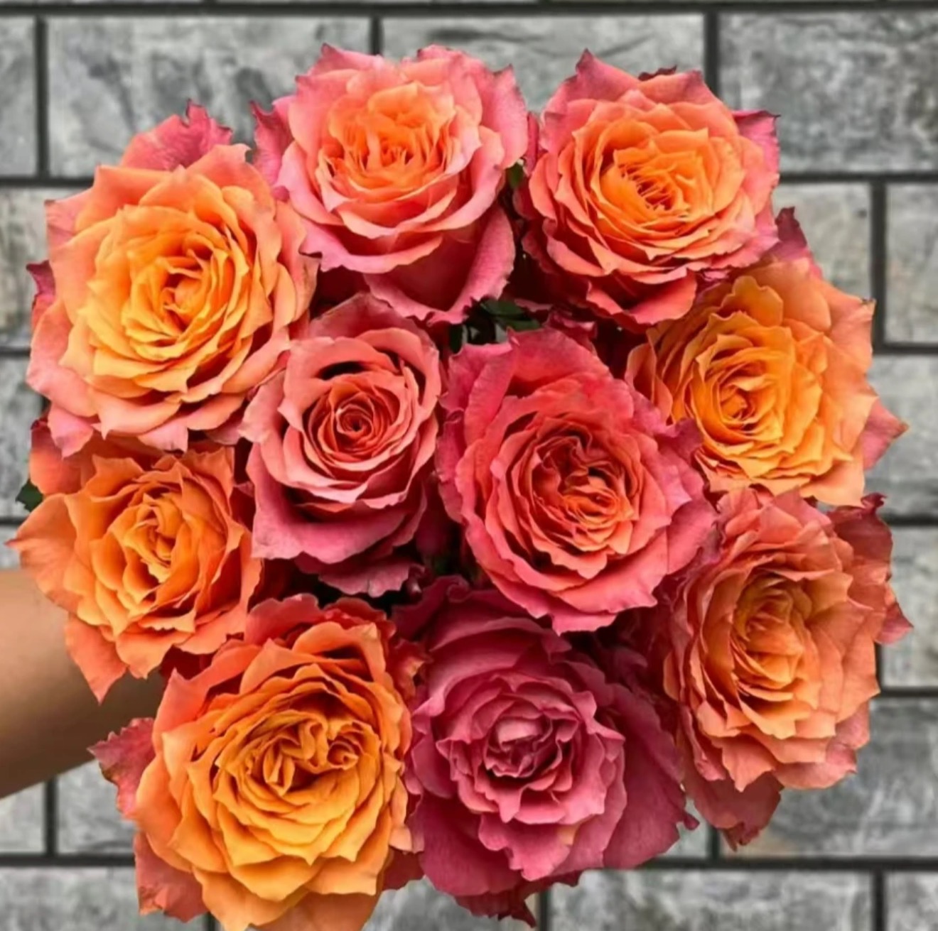 火凤凰2加仑根接耐热灌木月季盆栽阳台种植开花植株