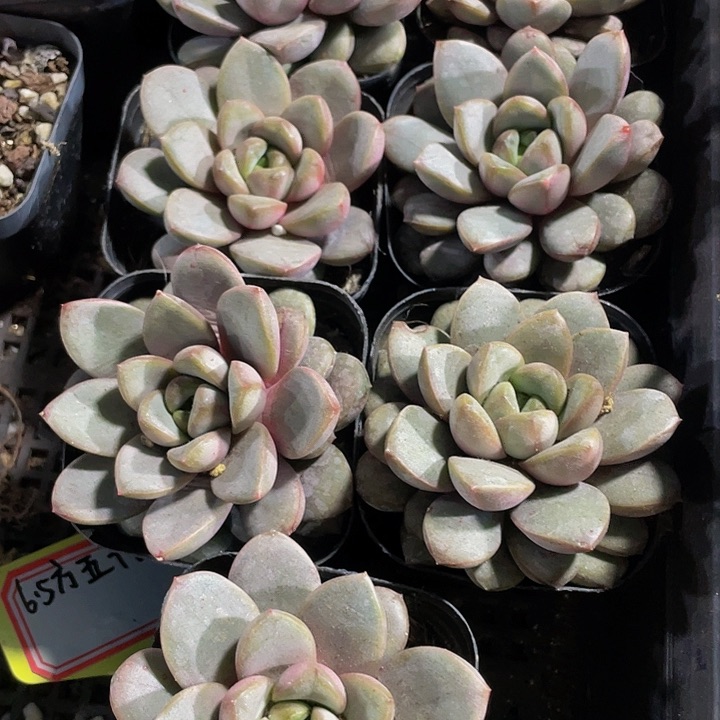 单头6.5方大葡萄带盆土