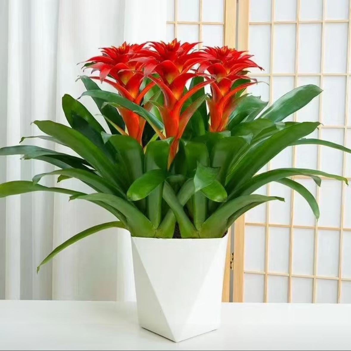 鸿运当头盆栽年宵花客厅室内美观大方喜庆