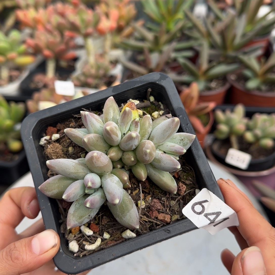 641号一物一拍一物一拍一物一拍