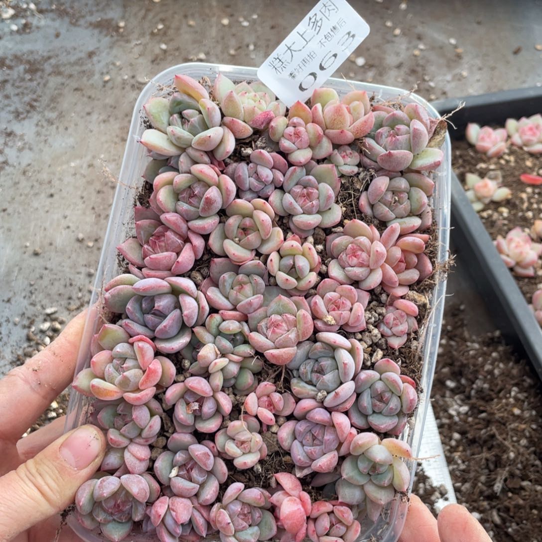 糕大上多肉植物063