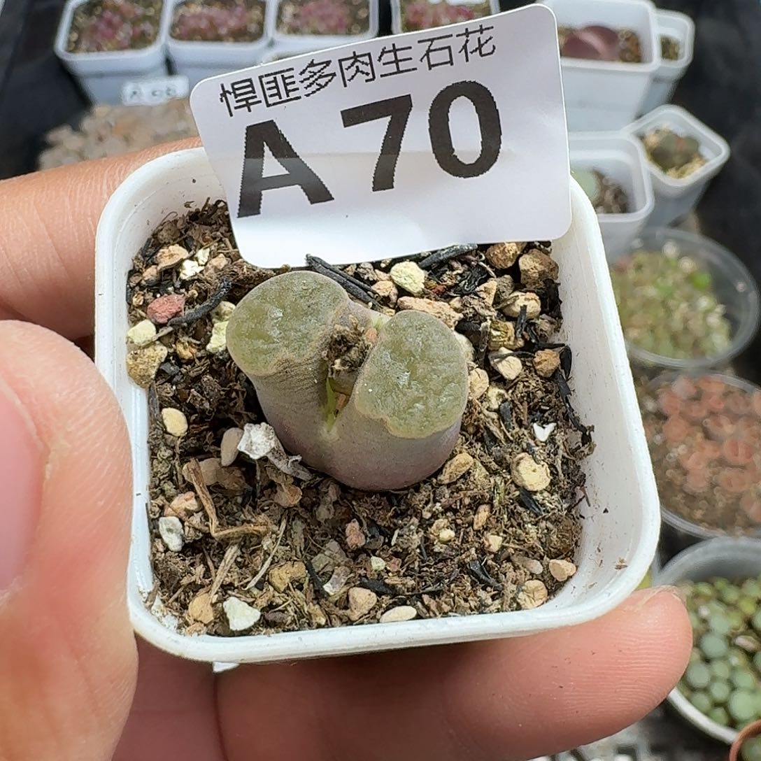 70多肉植物多肉植物