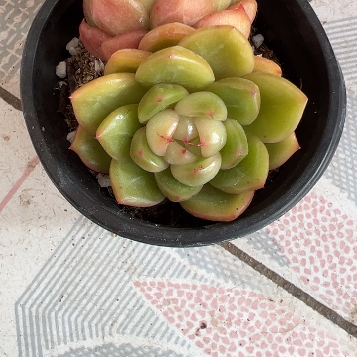 翡翠珍妮多肉植物
