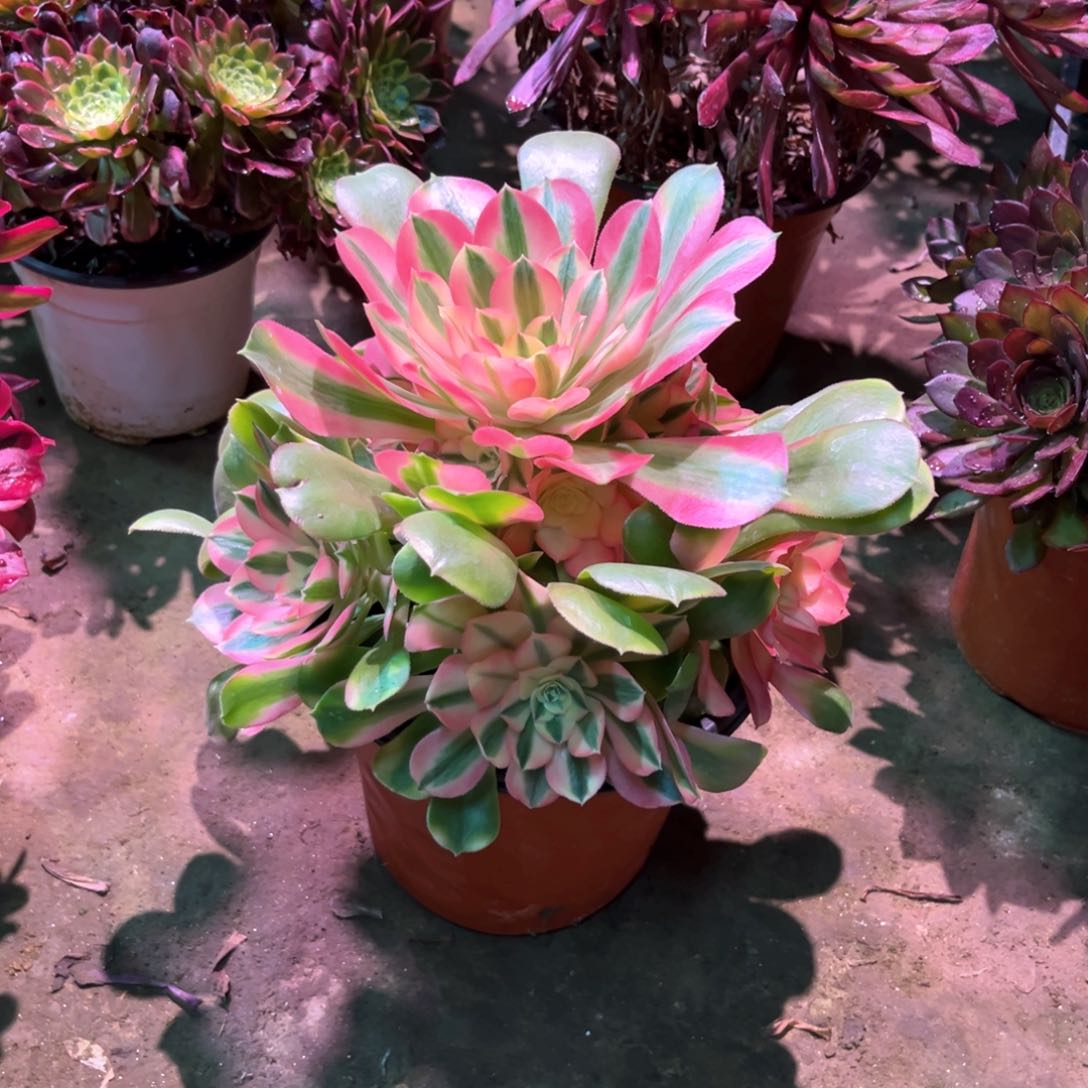 花多肉植物香妃748