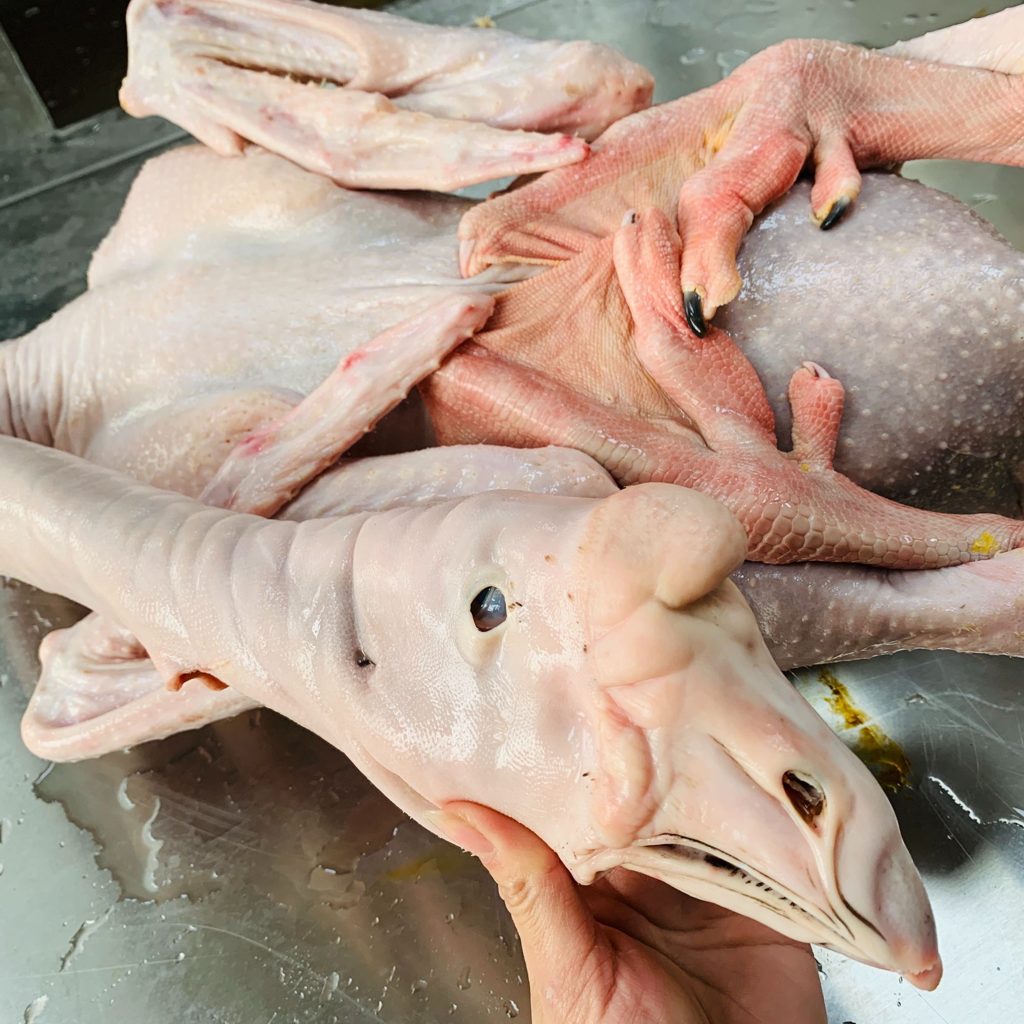 （收到货开箱录视频）只包路损狮头鹅 鹅肉