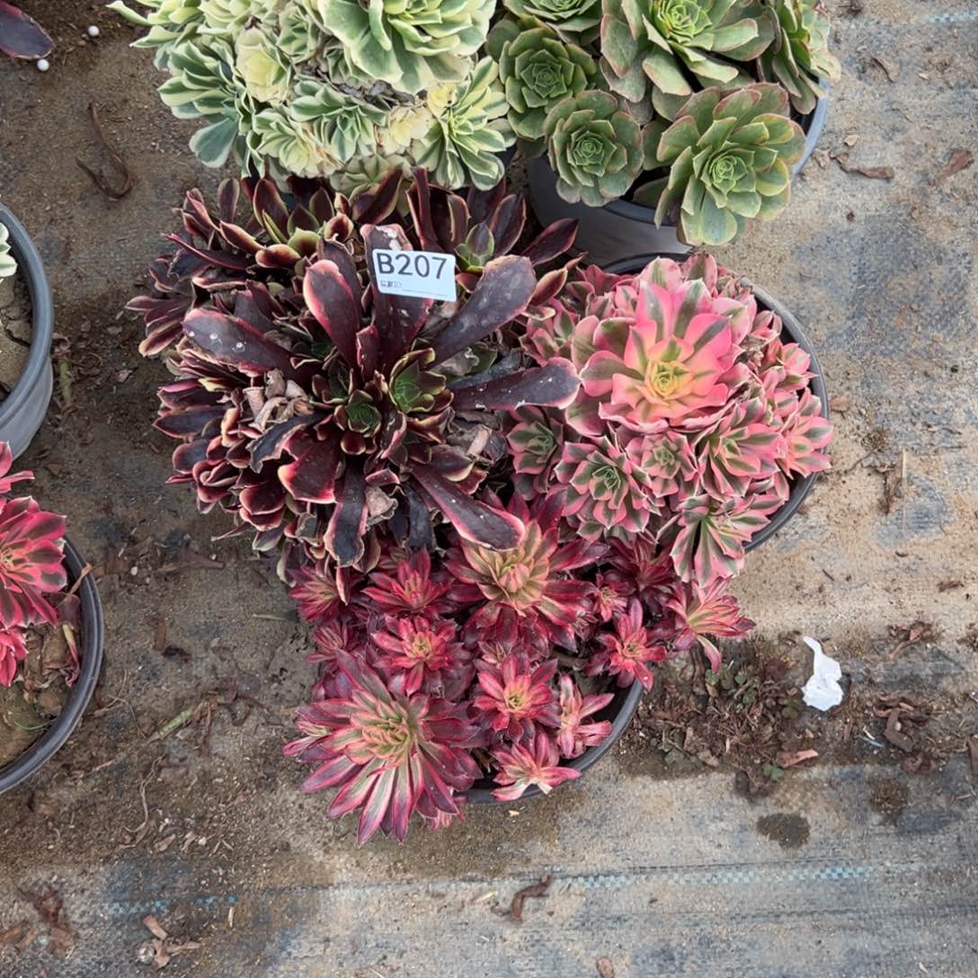 207五颗组合多肉植物