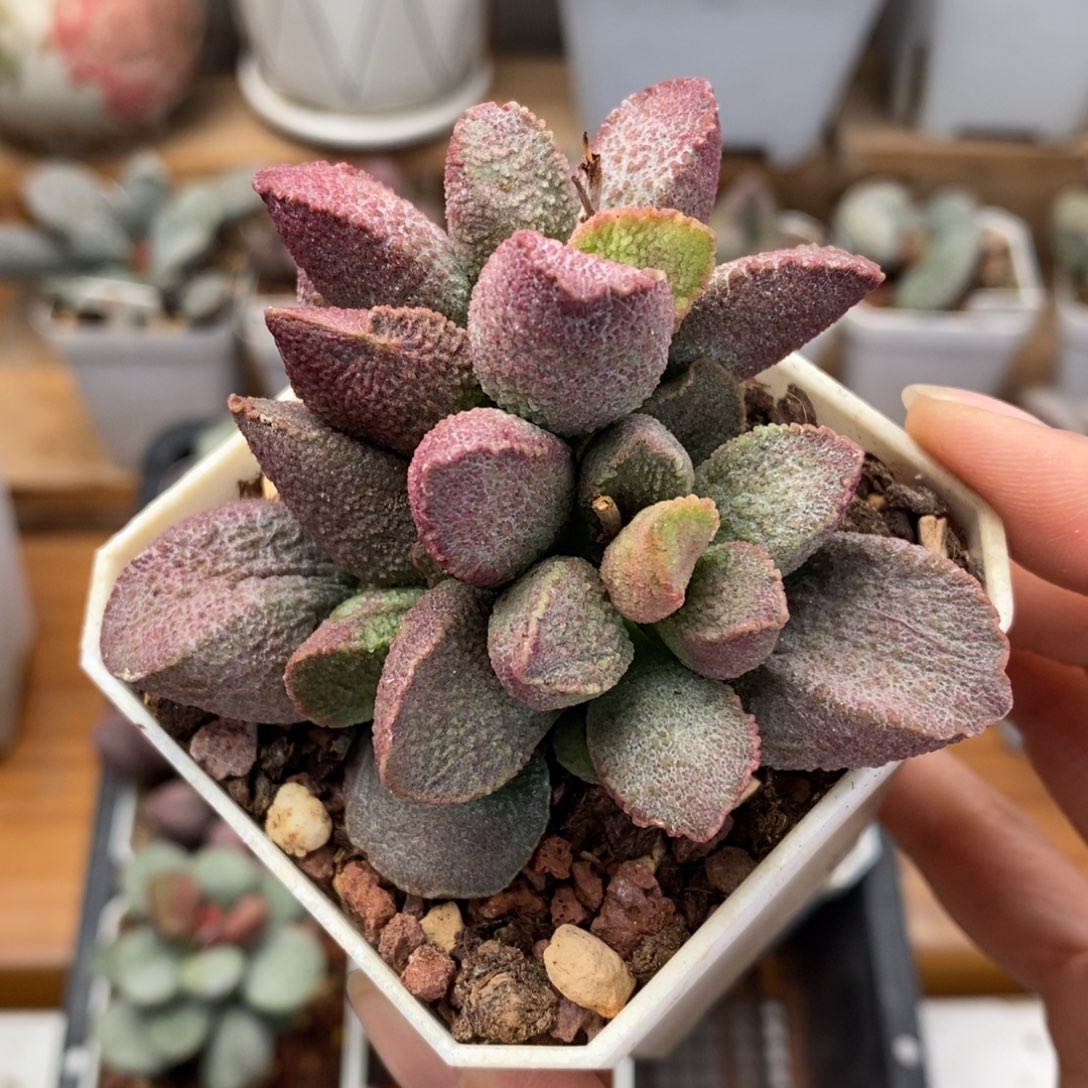 赛猪肝水泡多肉植物