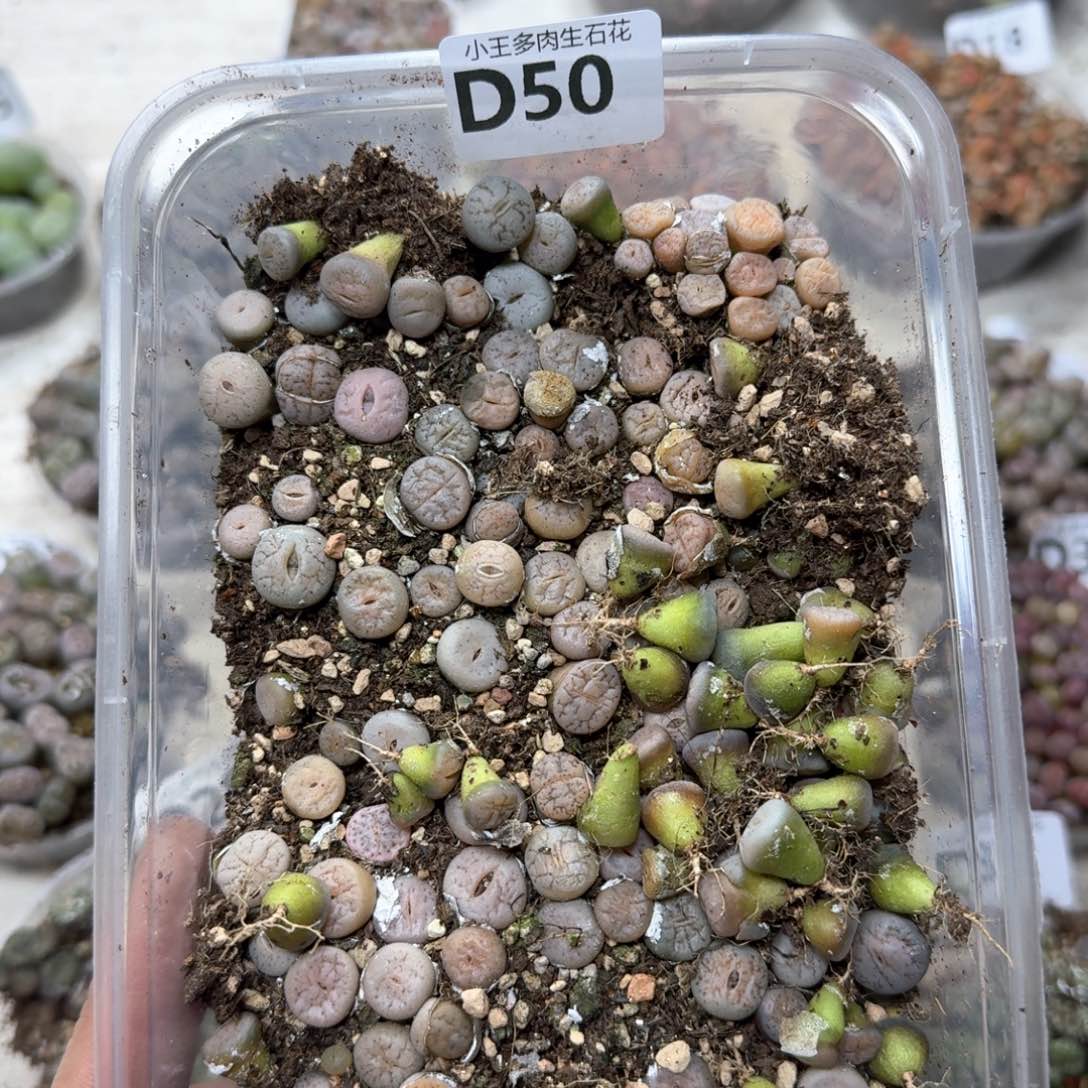 D50。荒混合一大盒