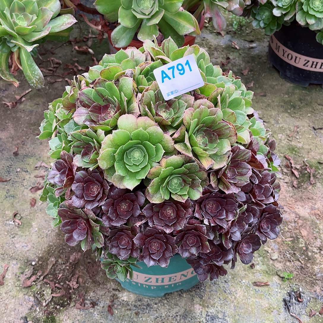 多肉植物791多肉