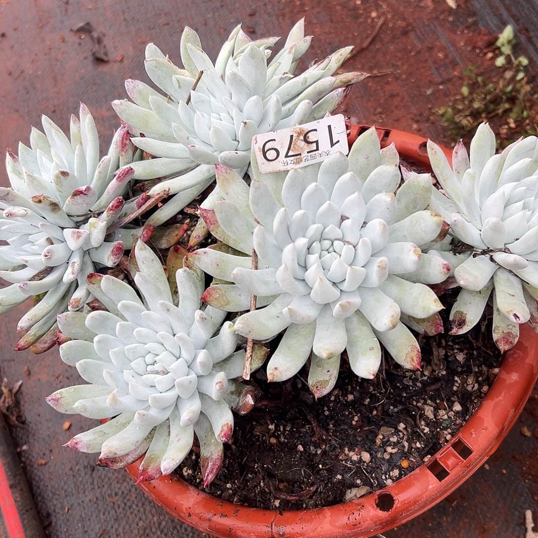 小**子阿金尼仙女杯多肉。