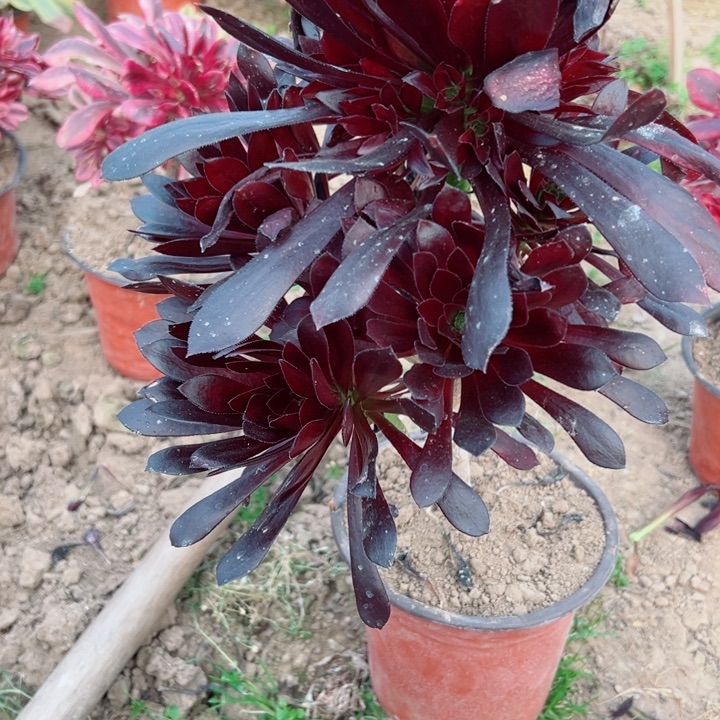702魔法师多肉植物