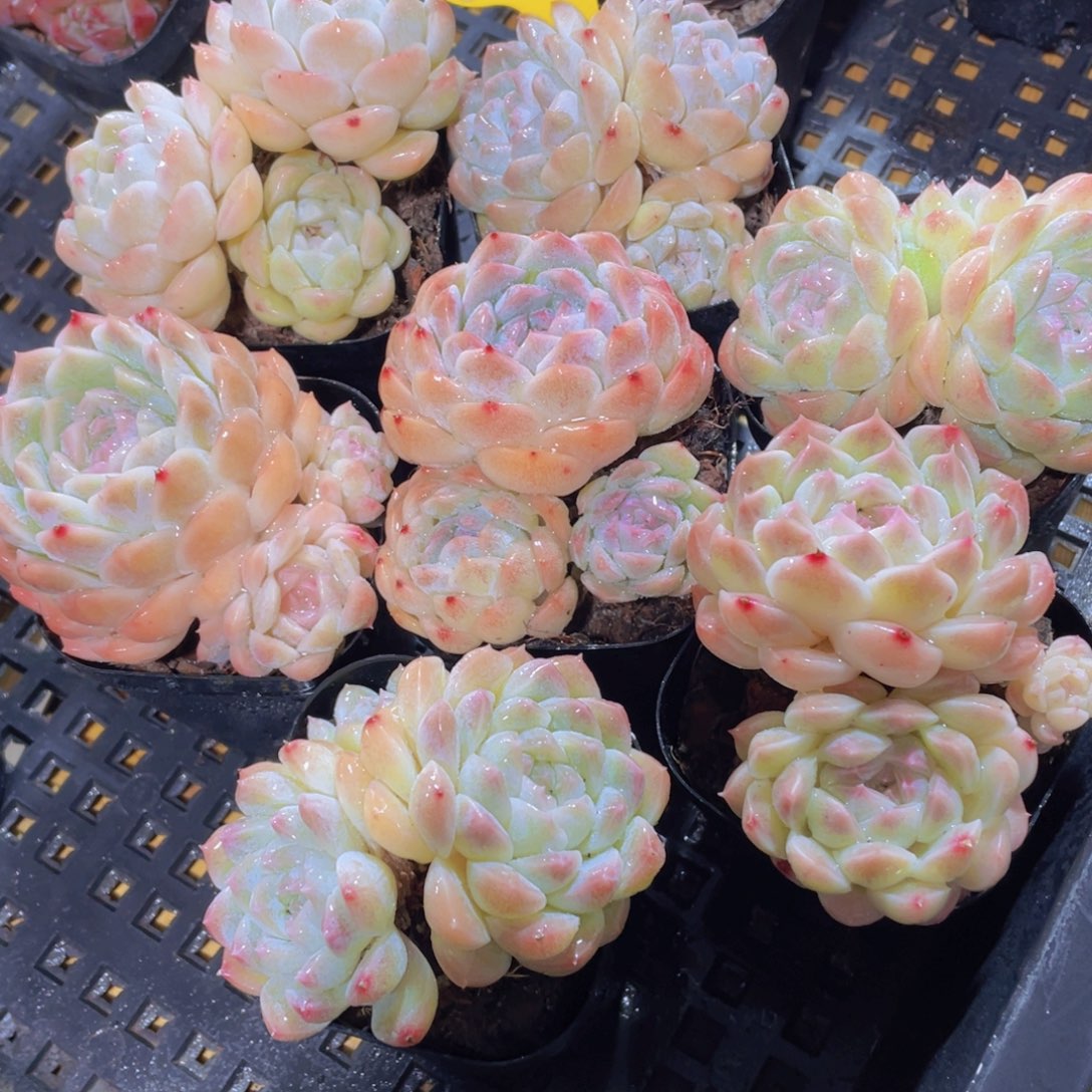 700号 精品白桃汽水多头群一颗