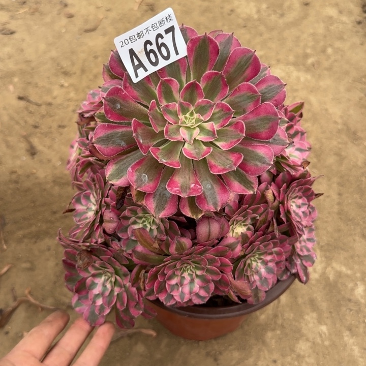红铜白……多肉植物……