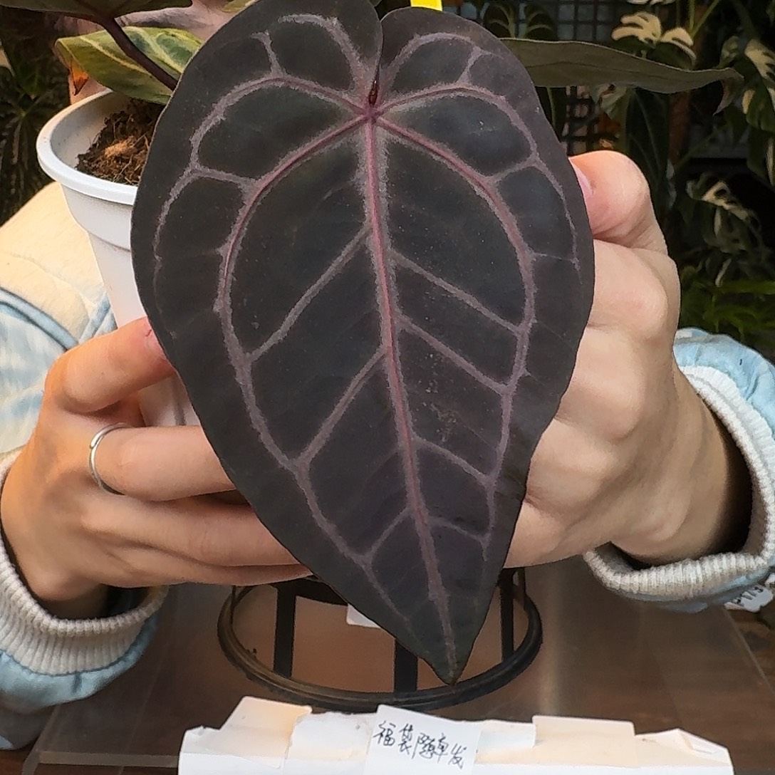 用***1不开花植物N34紫水晶
