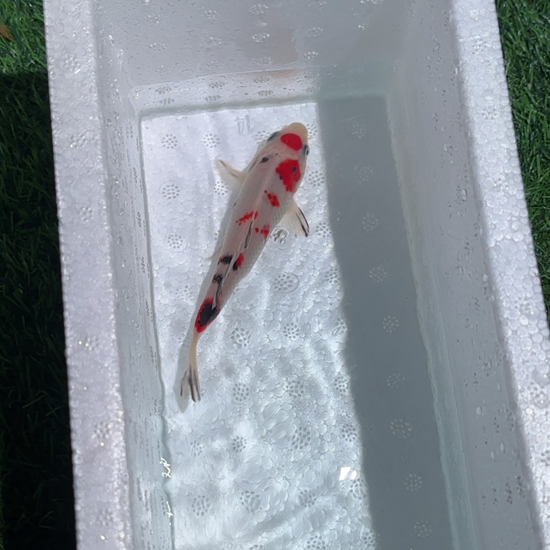 锦鲤锦鲤 观赏鱼 锦鲤