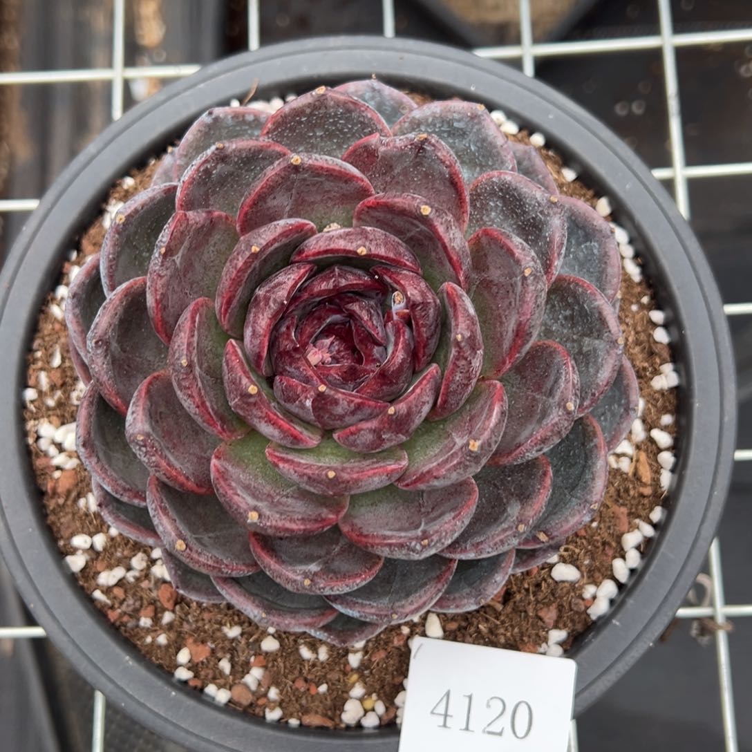 ༄****4120肉肉肉肉肉肉肉