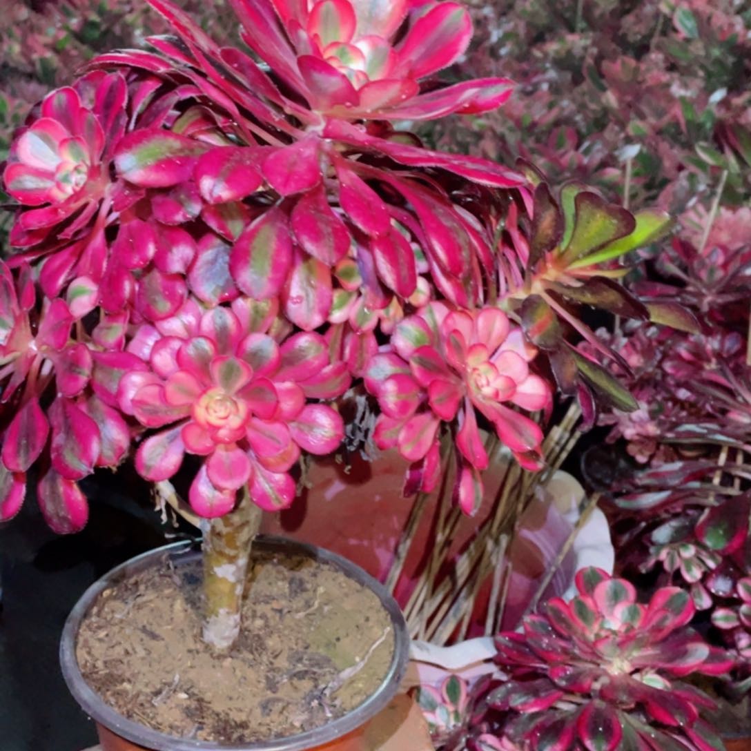 多肉植物香奈儿88