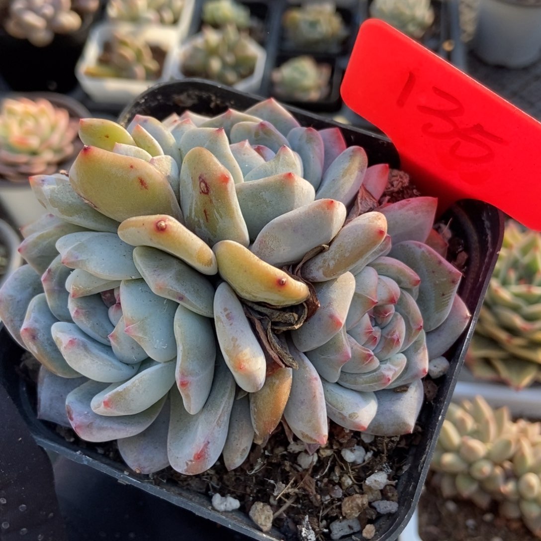 135星影多肉植物