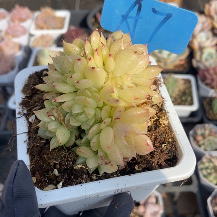 7麦秆多肉植物保护