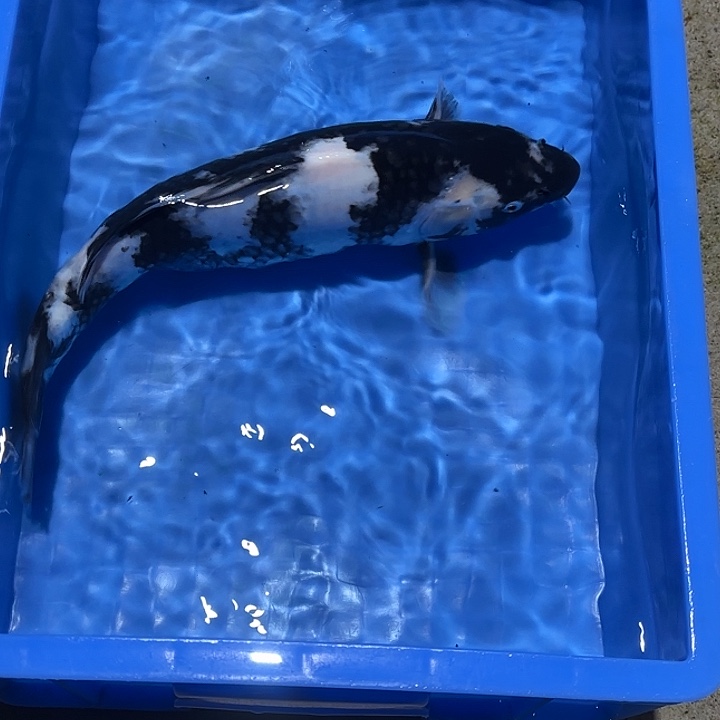 海水鱼赤目芒果白写