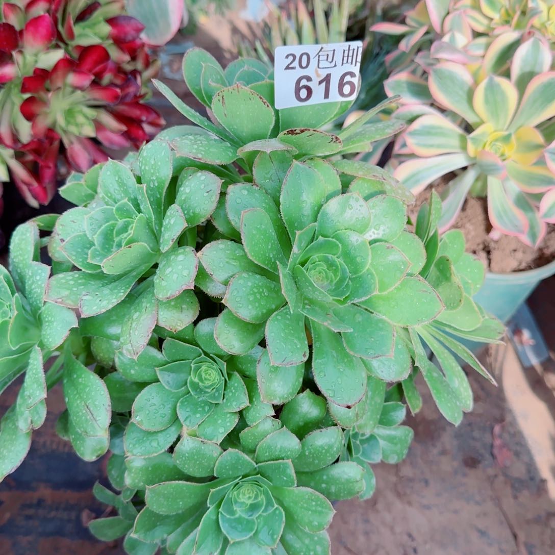 绿玫瑰多肉616满20包邮断枝不包