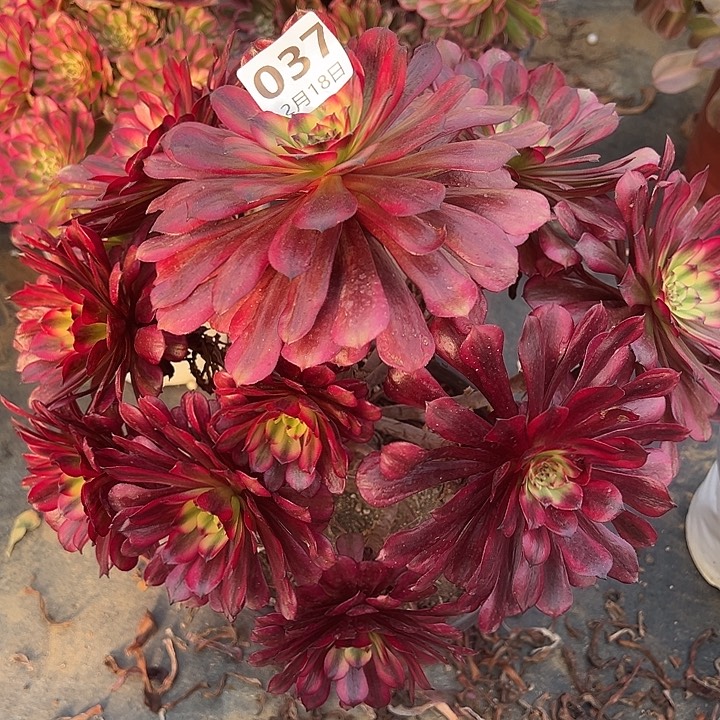 2.18.37美肌多肉植物