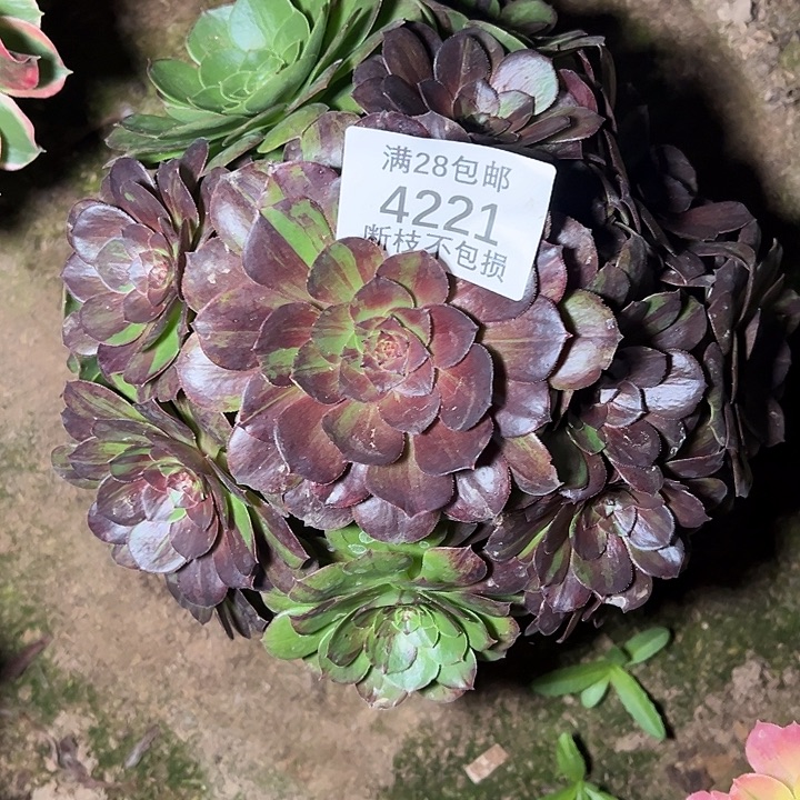 4221花月夜多肉植物