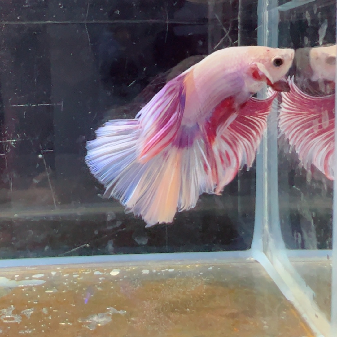 斗鱼浅色特殊尾hhhh