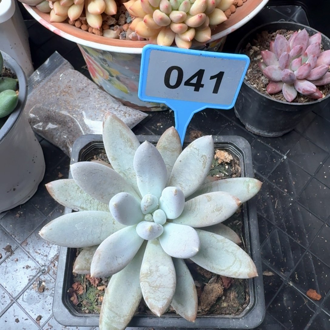 多肉植物彩胖哥特041