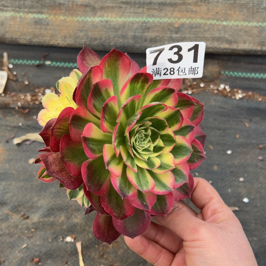 多肉植物731海王
