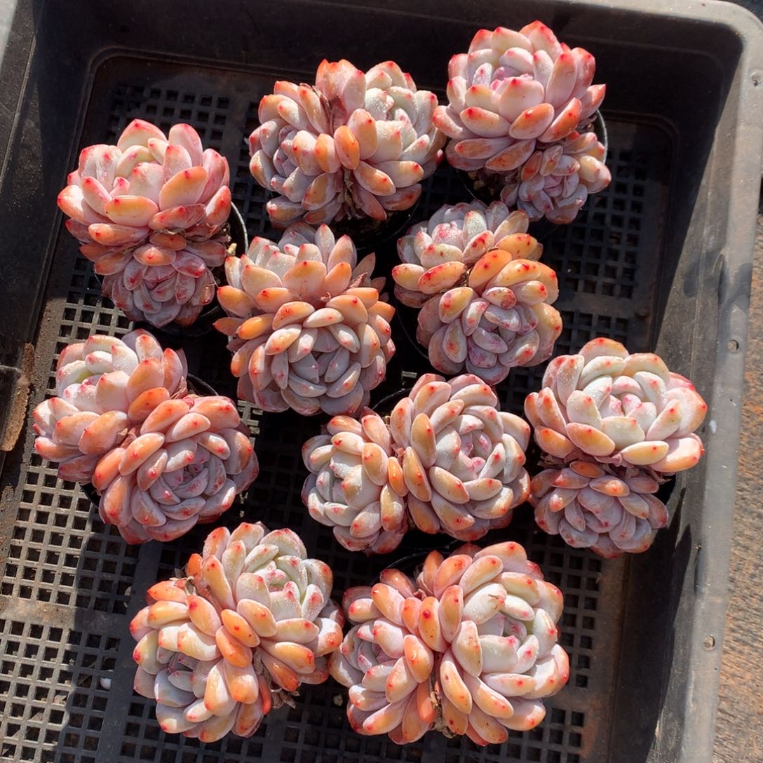 464号新疆西藏内蒙古不包邮的