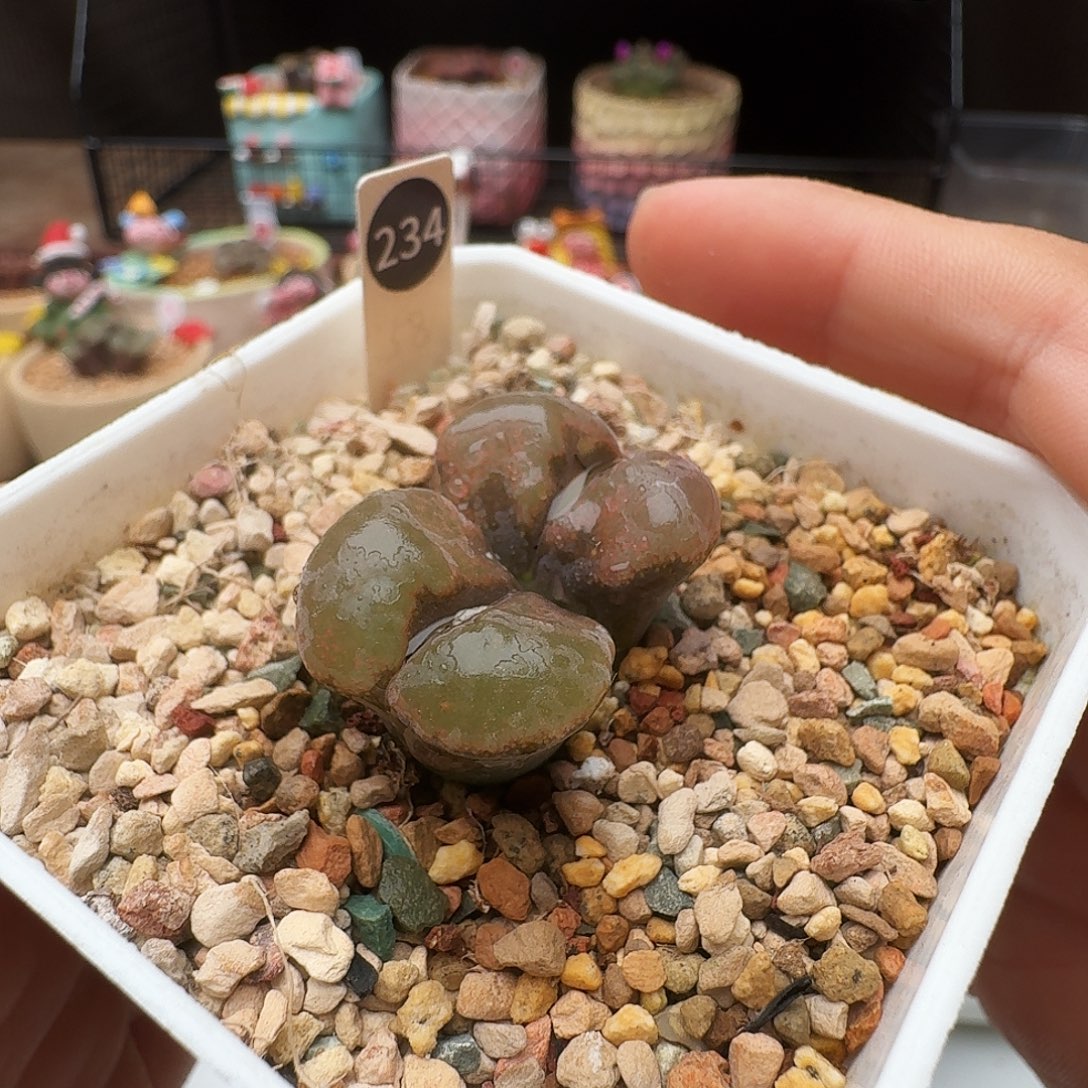 多肉植物福利风铃234