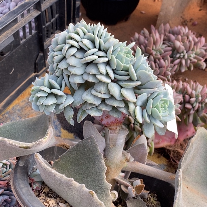 劳林缀化多肉多肉1201