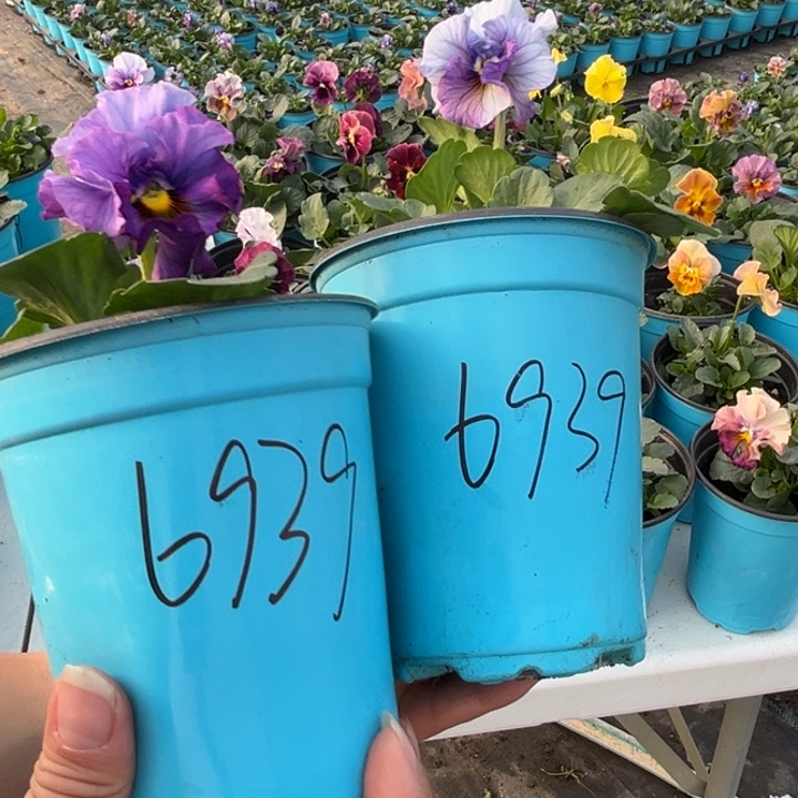 大部分花苞少量开放6939