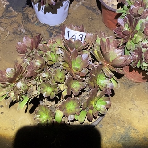 安*乐多肉植物法师143红丝绒