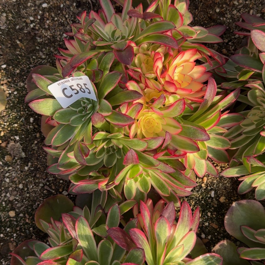 585荔枝绣球多肉植物