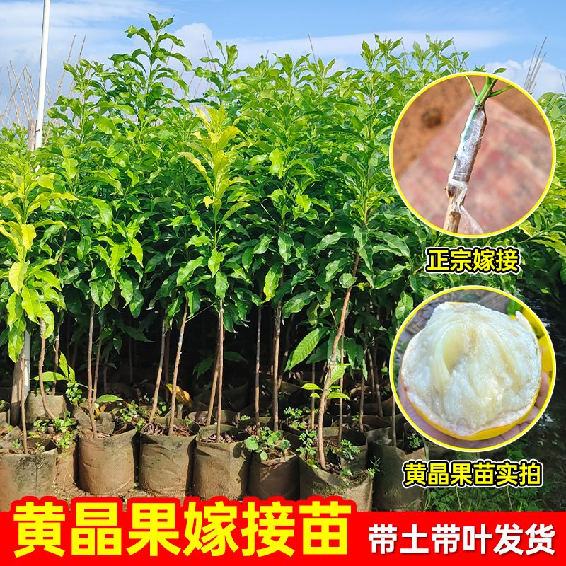 【直播专享】正宗黄晶果苗盆栽地栽庭院四季种植冬蜜黄晶果高产大果