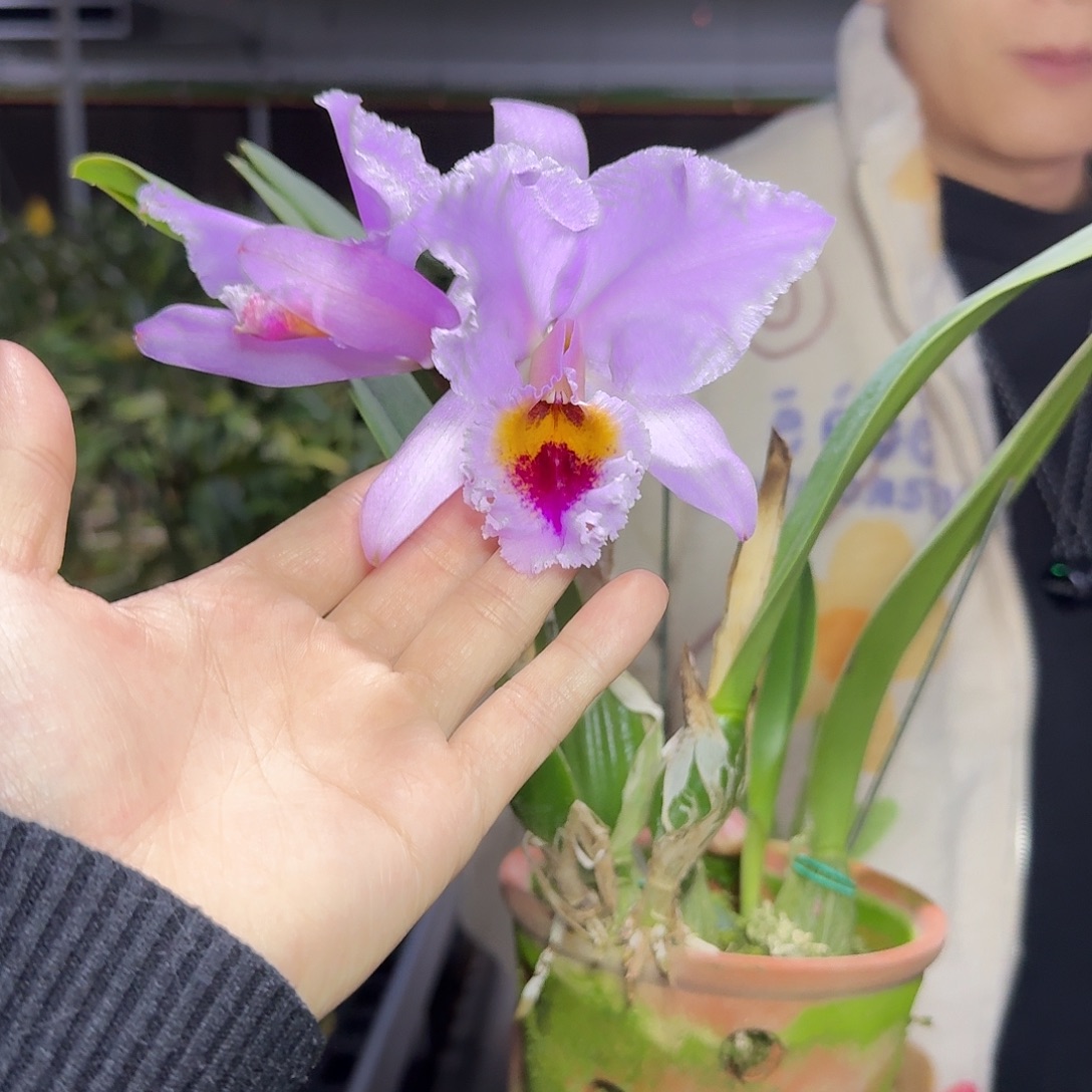 完全开放C583粉帕西