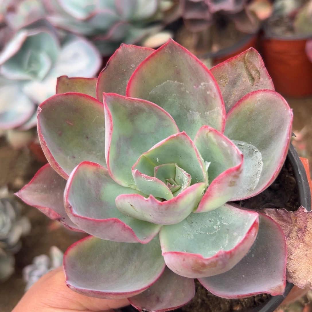 多肉植物多肉植物