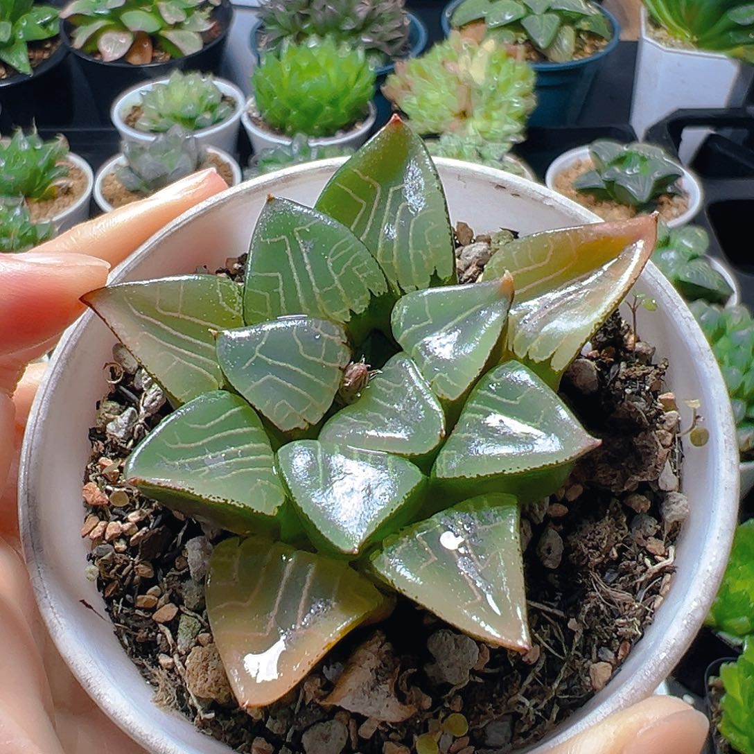 5990多肉植物一颗多肉