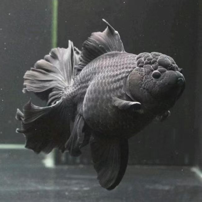 泰狮金鱼鱼场直发.由于活物运输导致掉鳞背鳍属正常现象.完美勿拍