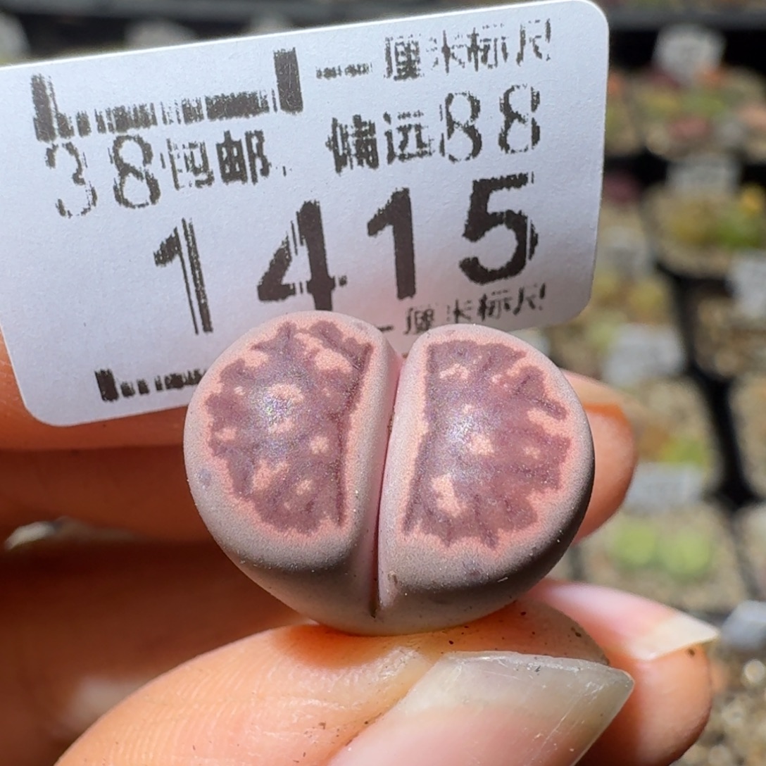 Sss清清清货了1415紫菊