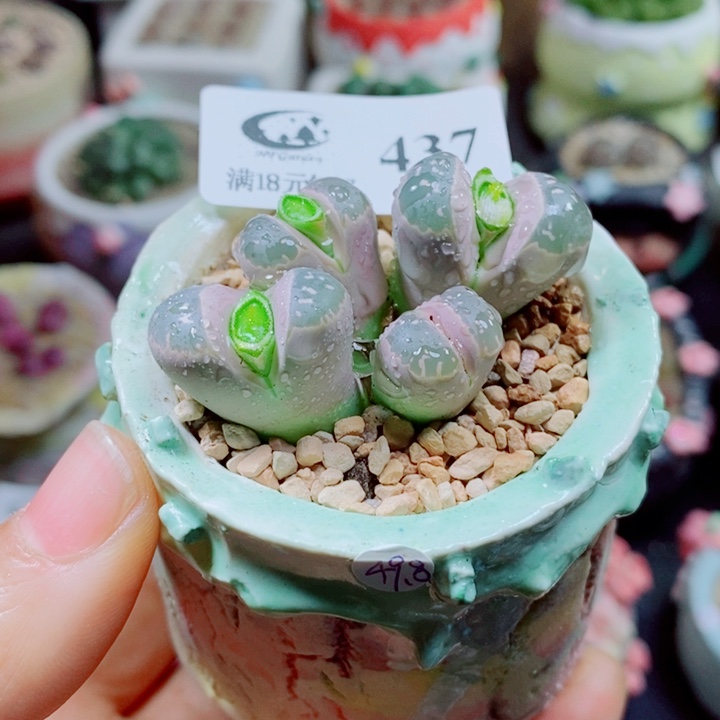 Z***z生石花花花花花437补