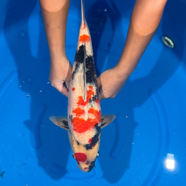 大日出品昭和锦鲤母（海哥）专拍