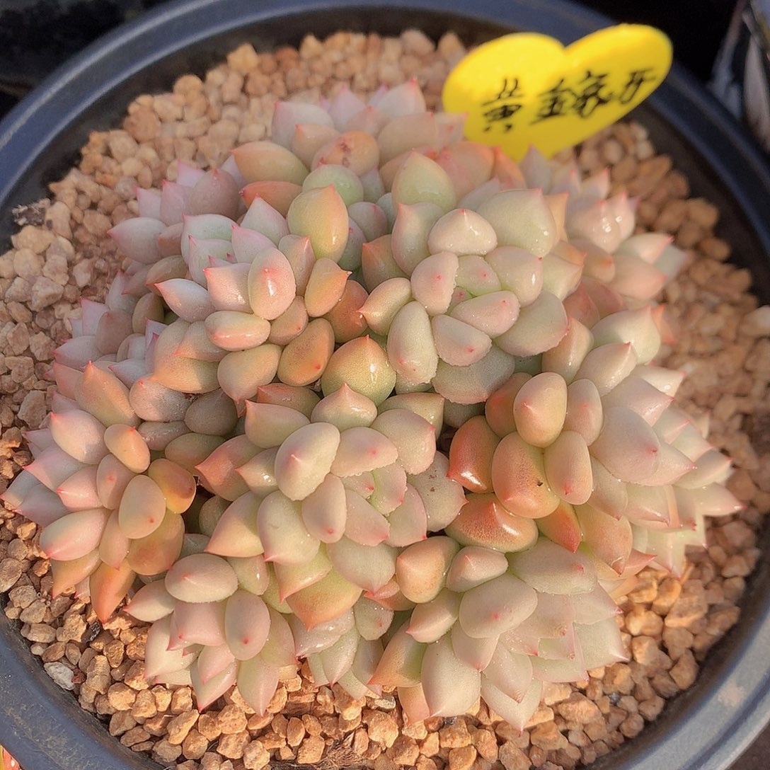 黄金象牙多肉一物一拍