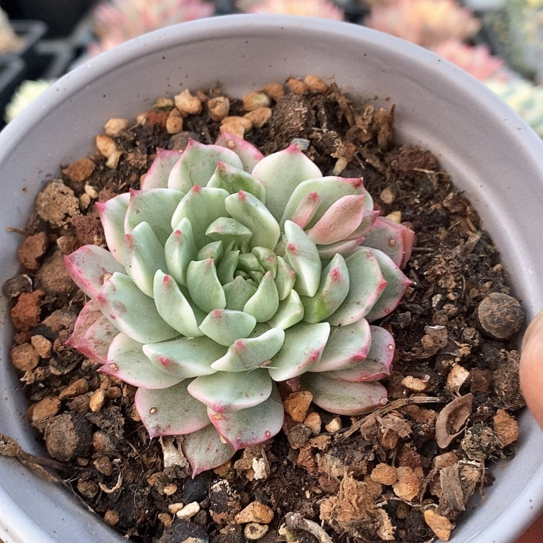 2011奥利维亚锦多肉