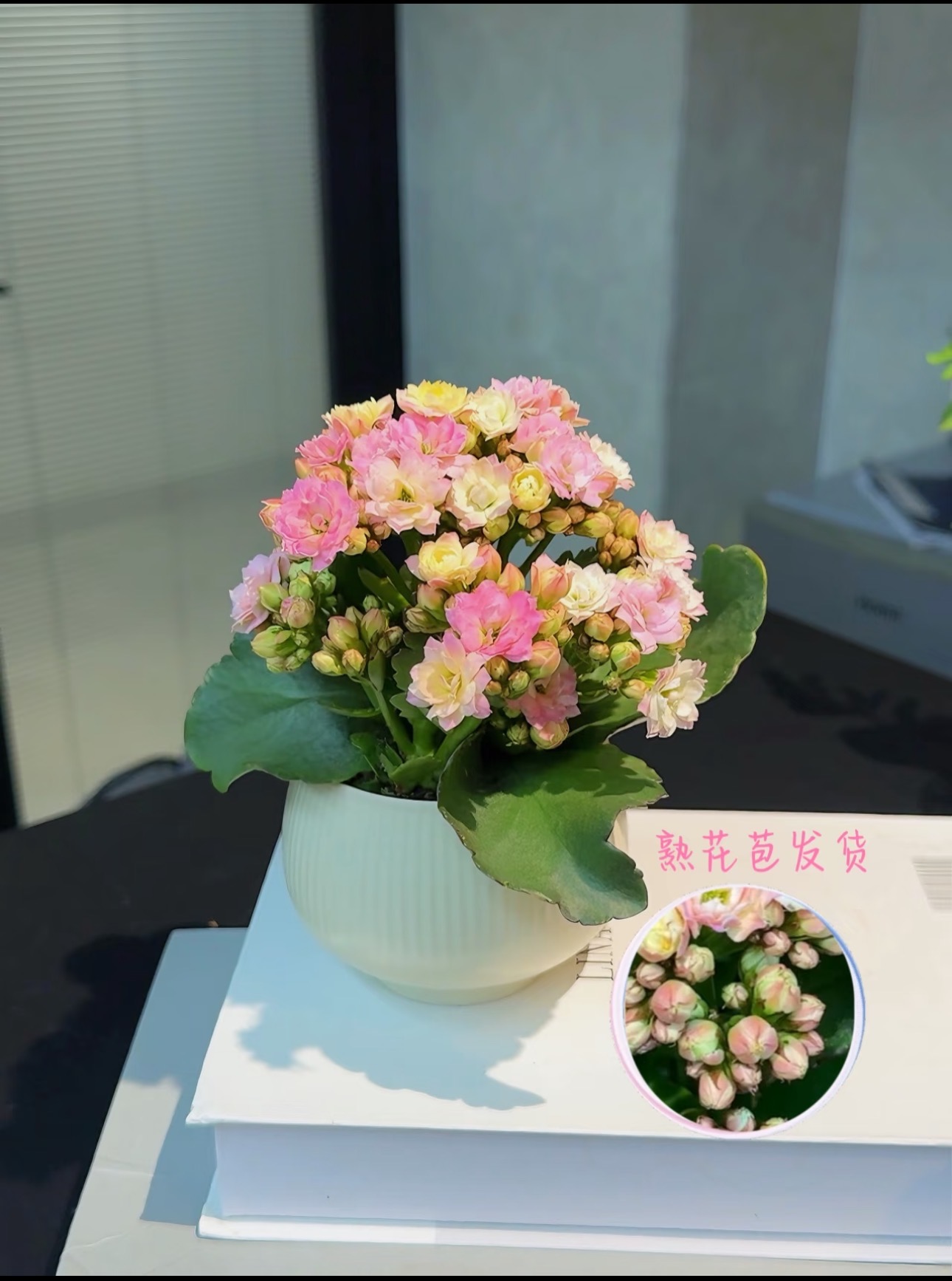 【麦穗优选】长寿花 ·  （多花色）室内桌面精致小盆栽好养的绿植花卉