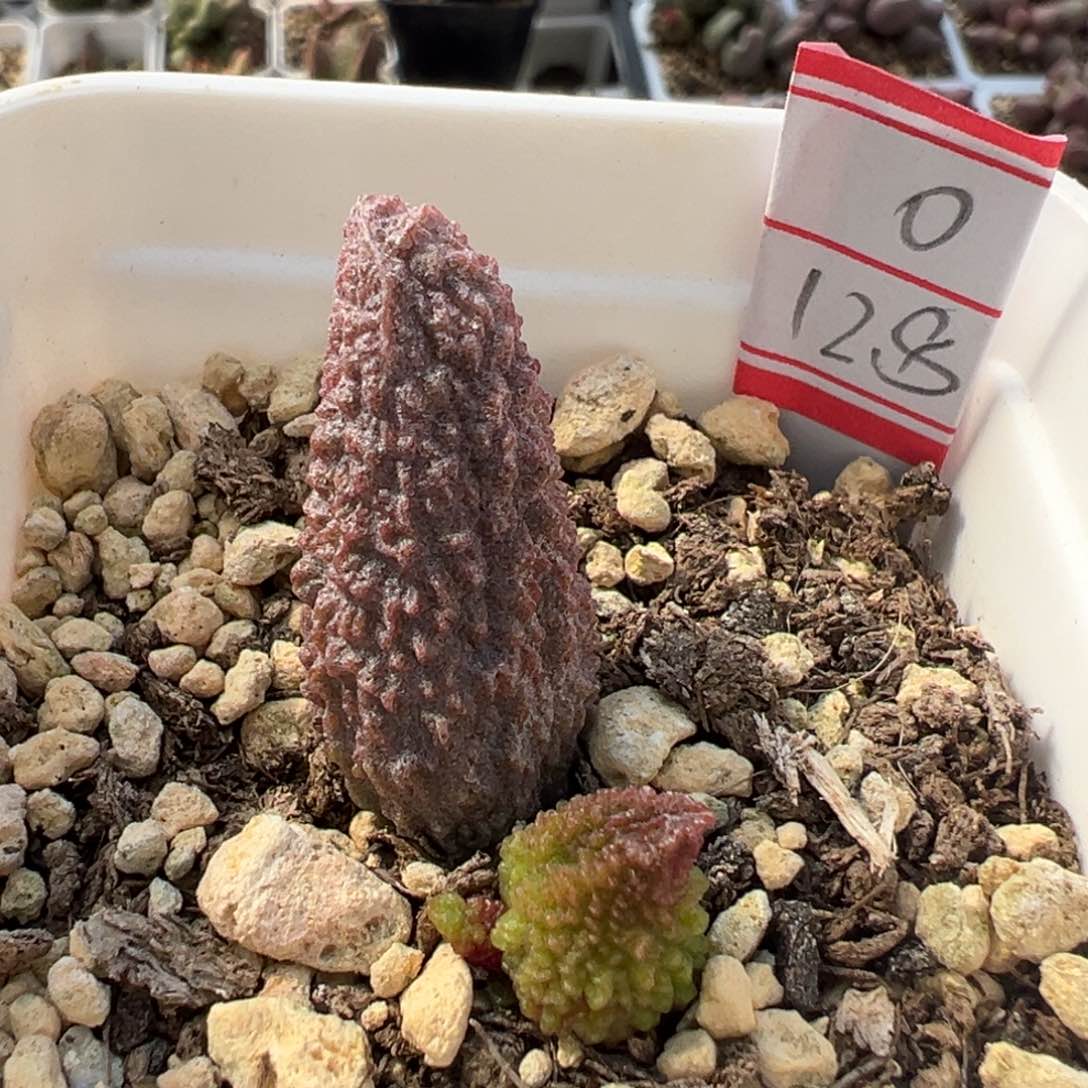 实生新品多肉植物水泡