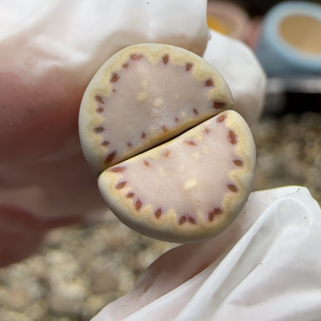 12.5.1621.015饼干9033尺寸1.3cm